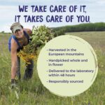 Boiron Arnica Montana 30C Homeopathic Medicine for Relief from Muscle Pain, Muscle Stiffness, Swelling from Injury, and Discoloration from Bruises - 3 Count (240 Pellets) - Image 12